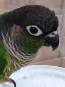 Conrad the Green Cheek Conure