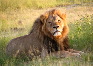 Cecil the lion before his sad encounter with the dentist