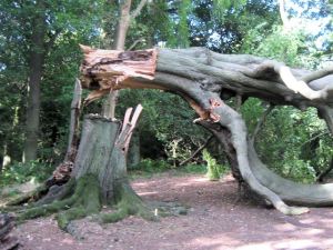 The_dangerous_arch_created_by_the_falling_beech_tree,_Ashridge_-_geograph.org.uk_-_1480195
