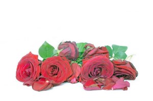 dead-roses-1372497159yk5